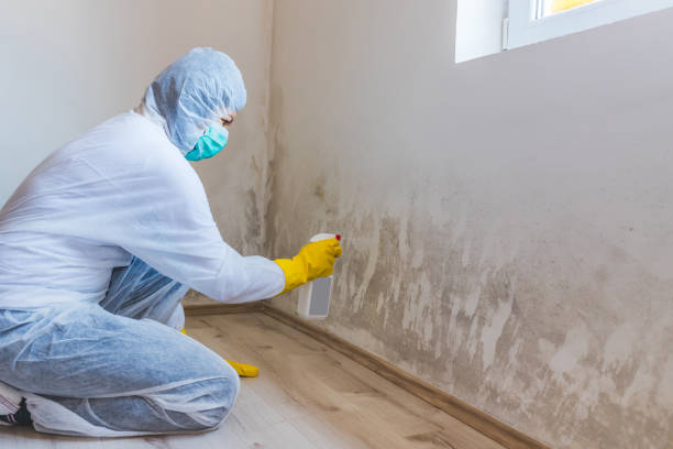 Licensed Black Mold Remediation service in Fountain, NC - 24 Hour Mold Removal