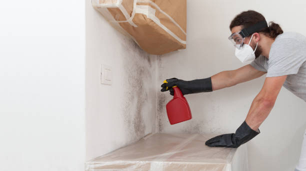 Professional Black Mold Remediation technician working in Fountain, NC