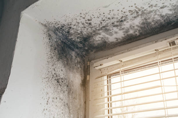 Affordable Black Mold Remediation solutions in Fountain, NC